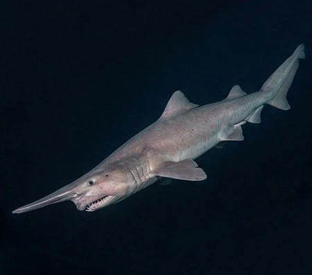 Goblin Sharks