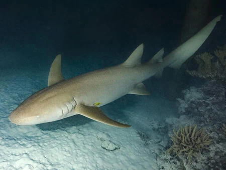 Nebrius ferrugineus