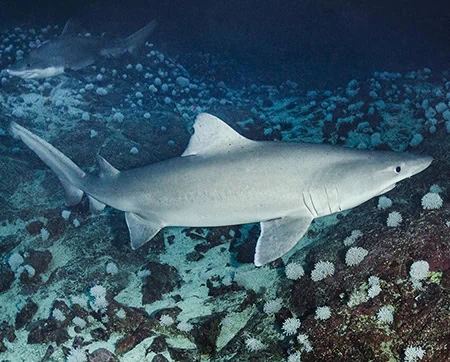 Sand Sharks