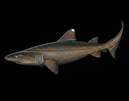 Odontaspis noronhai