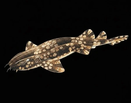 Orectolobus floridus