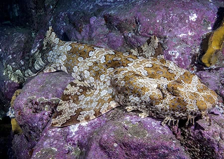 Orectolobus halei