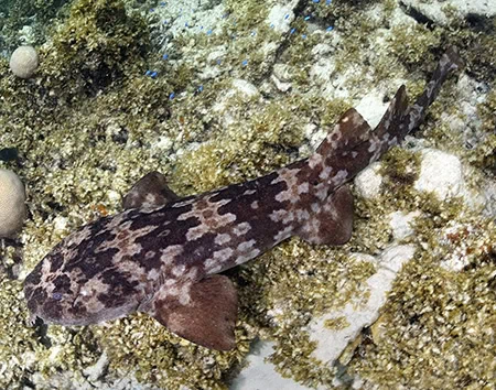 Orectolobus hutchinsi