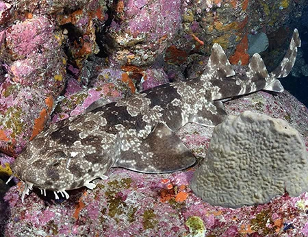 Orectolobus japonicus