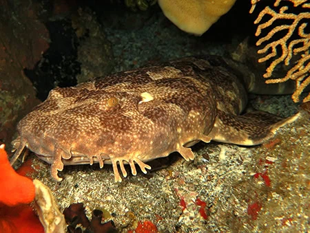 Orectolobus leptolineatus