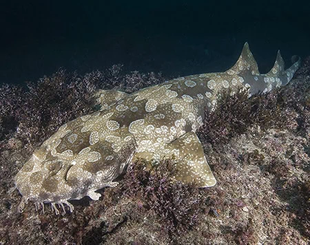 Orectolobus maculatus