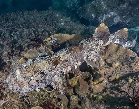 Orectolobus ornatus