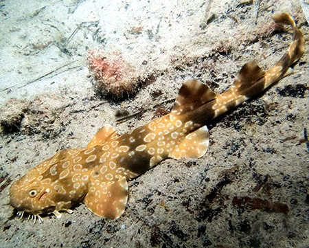 Orectolobus parvimaculatus