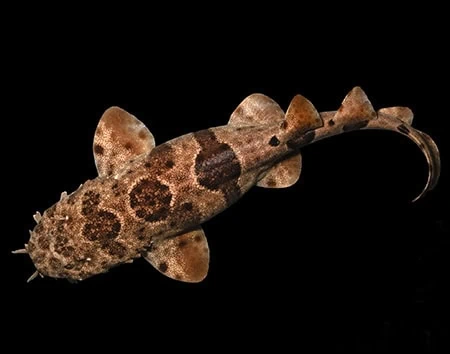 Orectolobus reticulatus