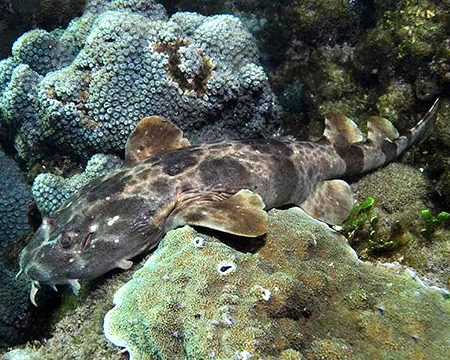 Orectolobus wardi