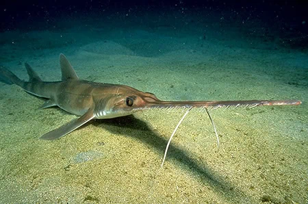 Saw Sharks