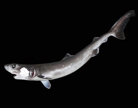 Crocodile Sharks