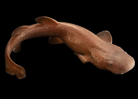 Pseudoginglymostoma brevicaudatum