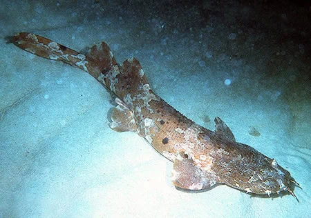 Sutorectus tentaculatus