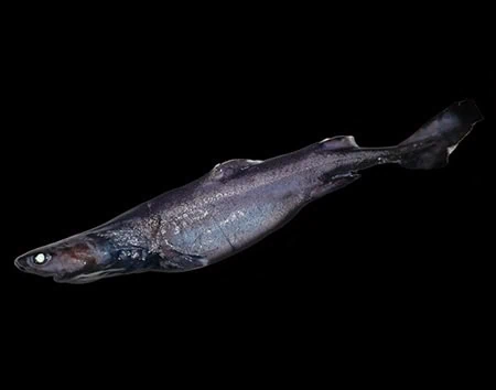 Aculeola nigra