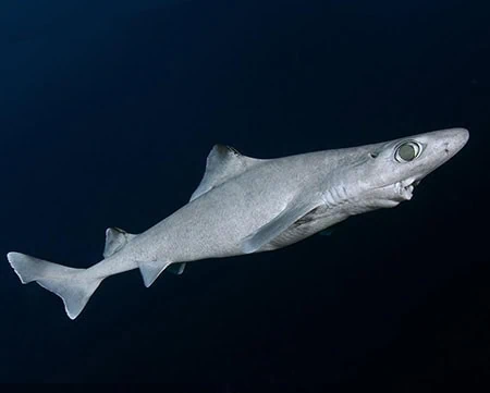 Gulper Sharks