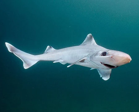 Squaliform Sharks