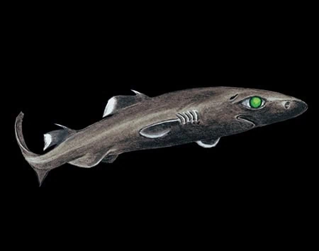 Centroscyllium excelsum