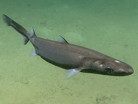 Lantern Sharks