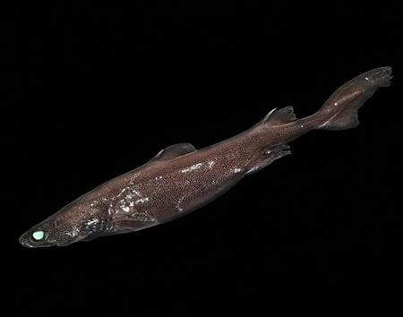 Centroscyllium granulatum