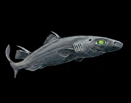 Centroscyllium ornatum