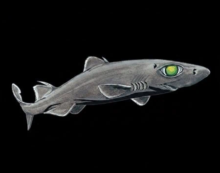 Centroscyllium ritteri