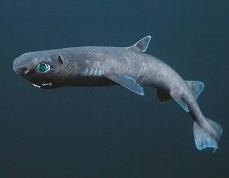 Kitefin Sharks