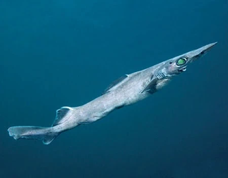 Deania calceus