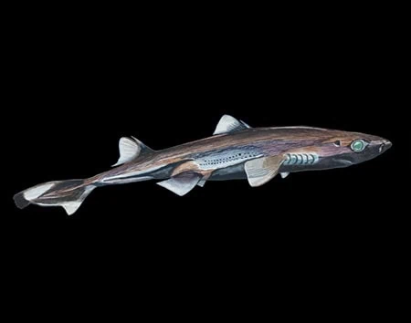Etmopterus alphus