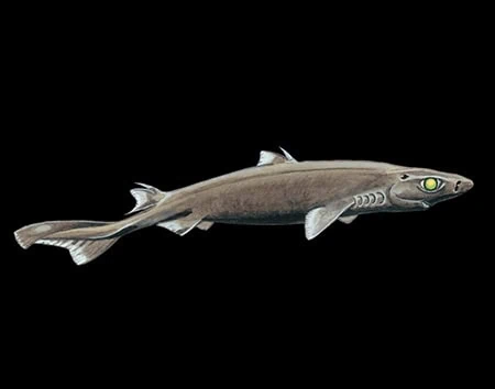 Etmopterus bigelowi