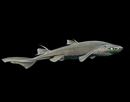 Etmopterus brachyurus
