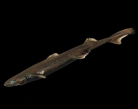 Etmopterus brosei