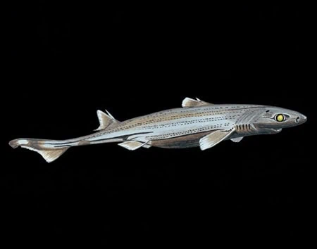 Etmopterus dislineatus