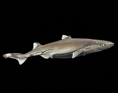 Etmopterus evansi