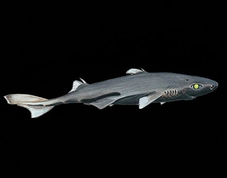 Etmopterus fusus