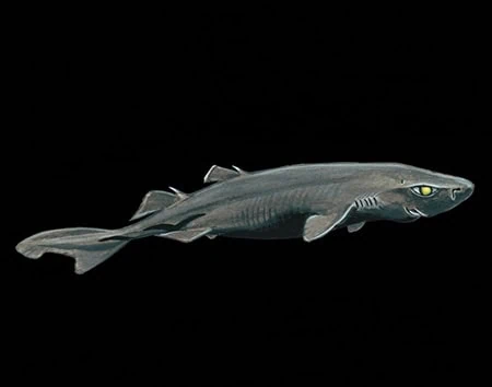 Etmopterus gracilispinis