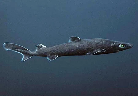 Etmopterus granulosus
