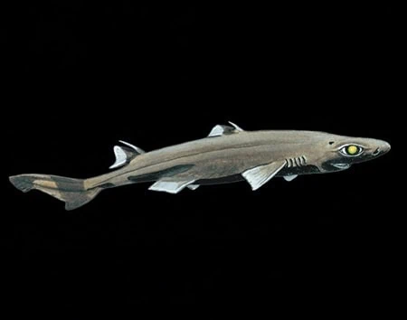 Etmopterus hillianus