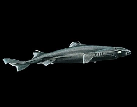 Etmopterus joungi