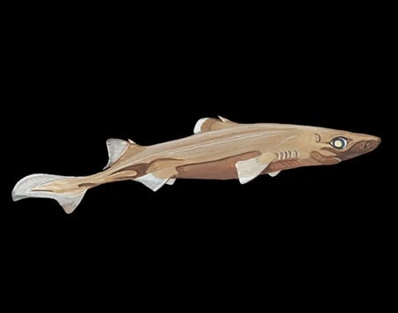 Etmopterus lailae