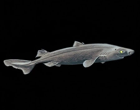 Etmopterus litvinovi
