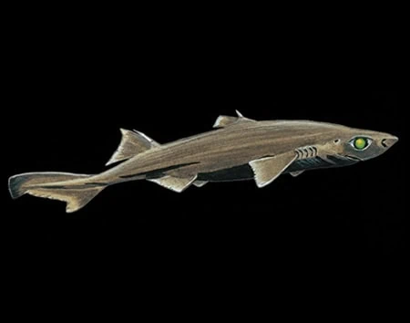 Etmopterus lucifer