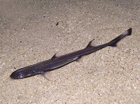 Etmopterus molleri