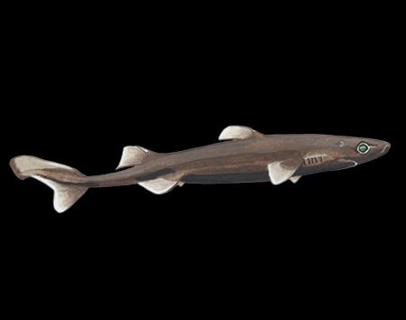 Etmopterus parini