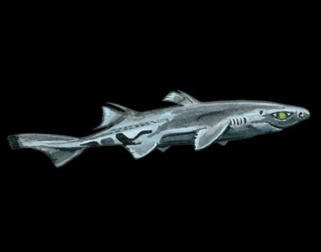 Etmopterus perryi