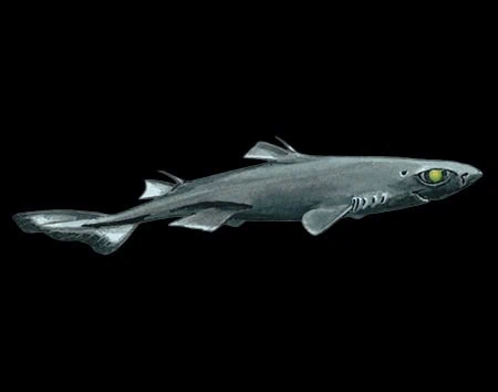 Etmopterus polli