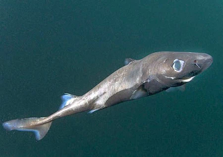 Etmopterus princeps