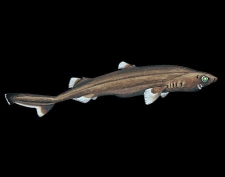 Etmopterus pseudosqualiolus