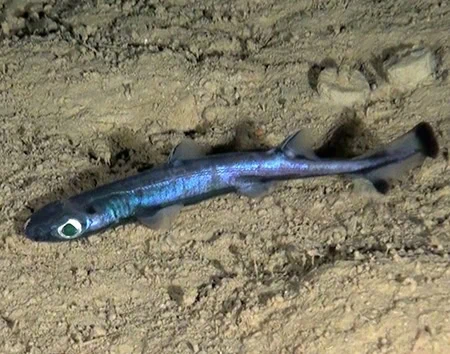Etmopterus pusillus