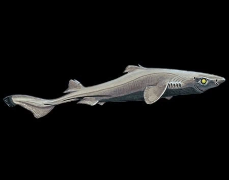 Etmopterus pycnolepis